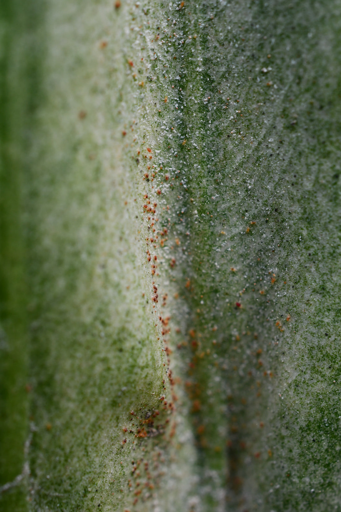 Organic Ways to Show Spider Mites the Exit!