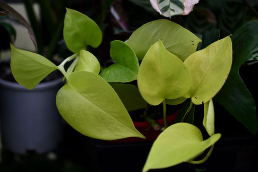 The Versatile Epipremnum (Pothos): A Guide to Its Many Faces