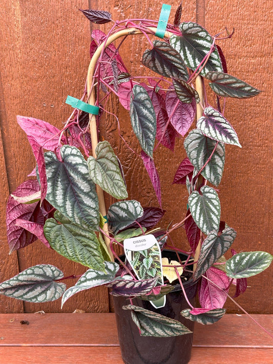 Rex Begonia Vine - Cissus discolor