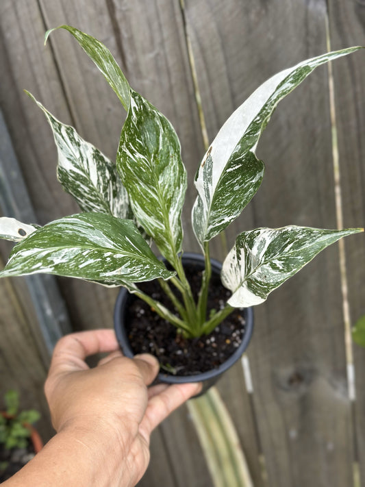 Peace Lily Domino