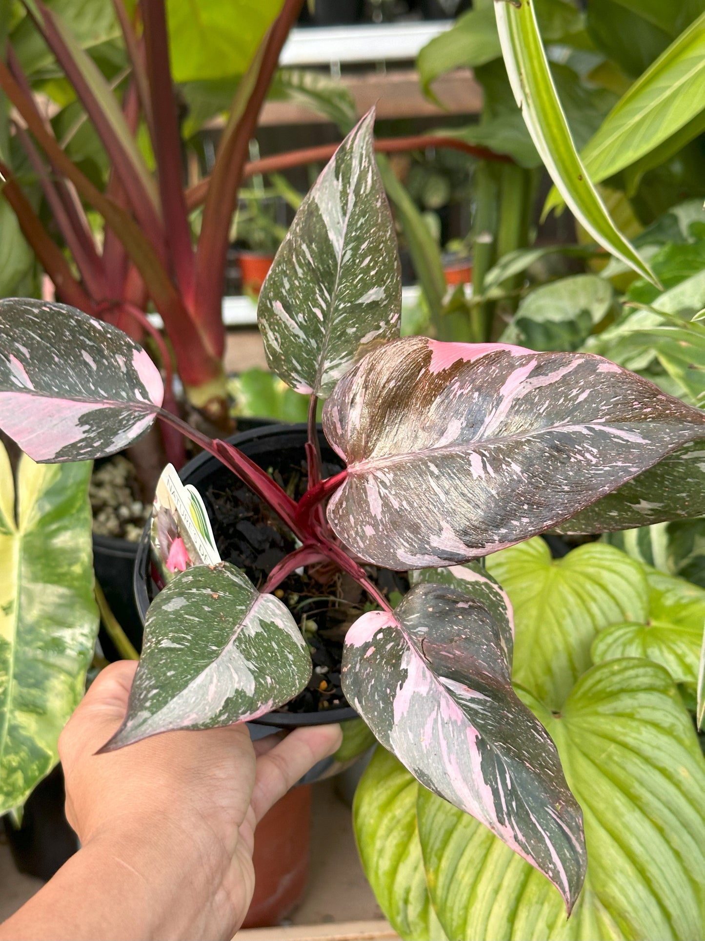 Philodendron Erubescens Pink Princess Galaxy Marble
