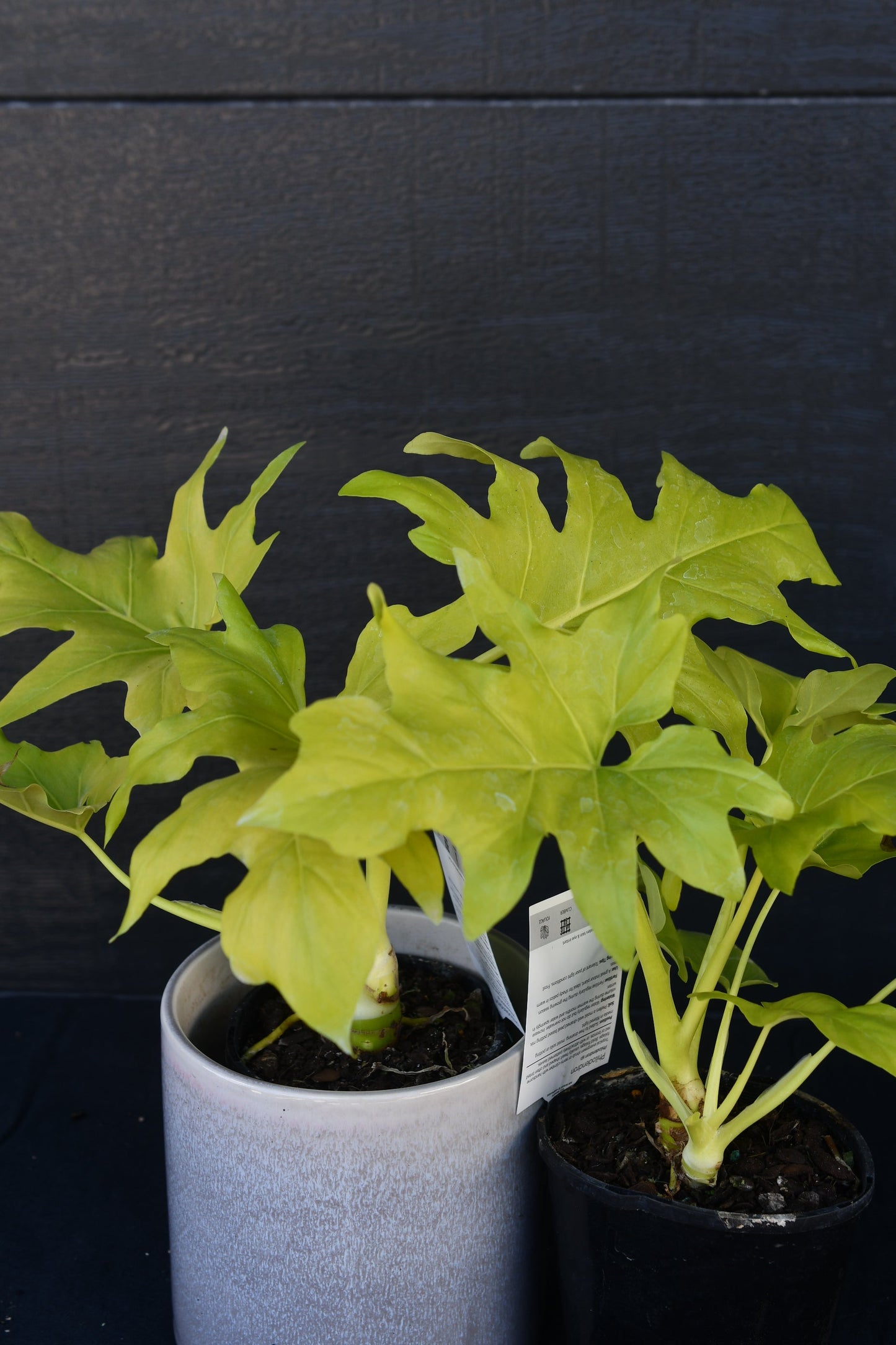 Philodendron Warscewiczii Gold