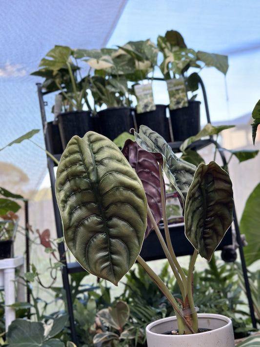 Alocasia Cuprea - Massive Leave and 30 cm Tall