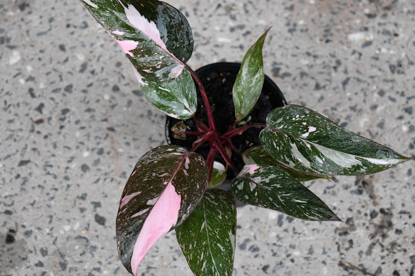 Philodendron Erubescens Pink Princess Galaxy Marble