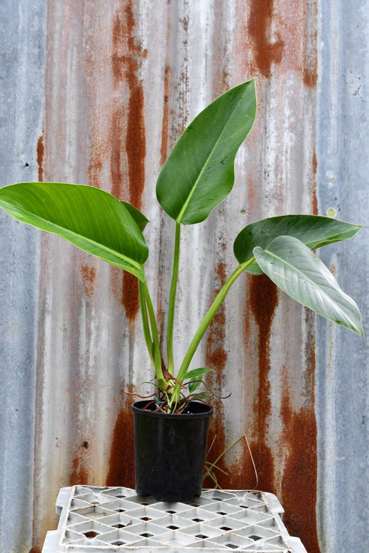 Philodendron Emerald Green - Big