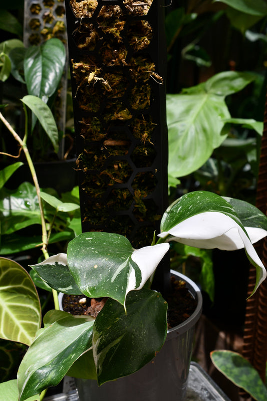 Philodendron White Wizard in Spagh Pole