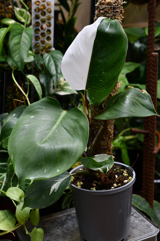 Philodendron White Knight in Spagh Pole